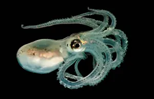 Immature Prints: Lilliput Longarm Octopus
