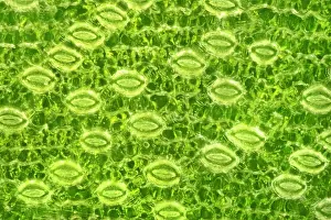 Shaped Prints: Lily Stomata, Darkfield Microscopy