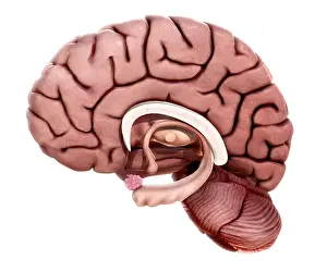 Cerebrum Prints: Limbic System, illustration