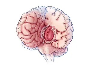 Cortex Prints: Limbic System, Illustration