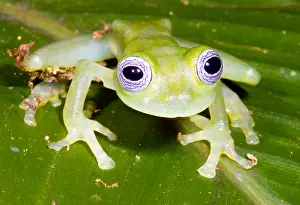 2007 Prints: Limon Giant Glass Frog