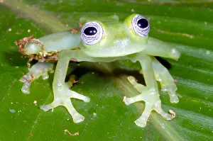 Central Prints: Limon Giant Glass Frog