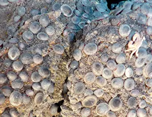 Volcanoes Prints: Limpets in Hydrothermal Vent Area