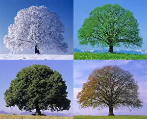 Tree Prints: Linden Tree In Four Seasons, Winter Spring, Summer, Fall
