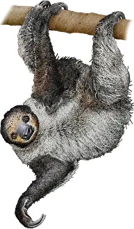 Sloth Prints: Linnaeus's Two-toed Sloth, Illustration