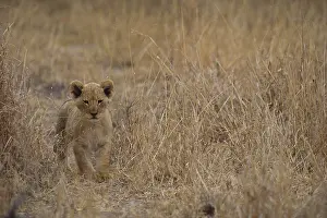 Animals Prints: Lion Cub