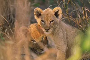 Animals Prints: Lion Cubs
