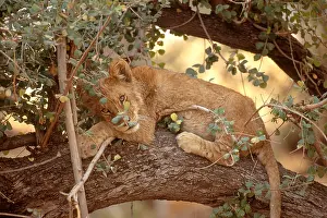 Animals Prints: Lion resting in tree