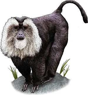 Macaca Prints: Lion Tailed Macaque