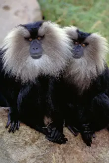 White Prints: Lion tailed Macaque. India