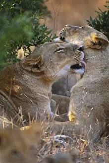 Animals Prints: Lioness
