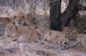Animals Prints: Lionesses and Cubs