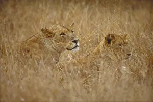 Animals Prints: Two lions