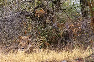 Animals Prints: Two lions
