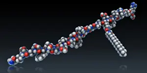 Drugs Prints: Liraglutide
