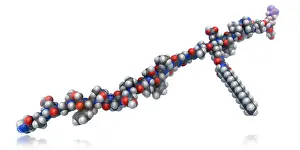 Drugs Prints: Liraglutide