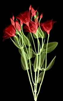Botany Prints: Lisianthus Flowers, X-ray