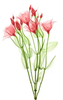 Mixed Science Images Prints: Lisianthus Flowers, X-ray