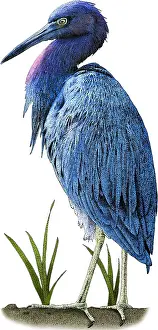 Little Prints: Little Blue Heron, Illustration
