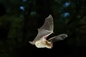 Flying Prints: Little Brown Bat