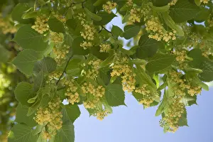 Leaf Prints: Little Leaf Linden