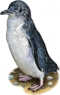 Flightless Prints: Little Penguin