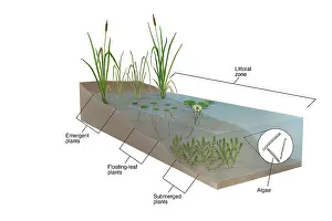 Plantae Prints: Littoral Zone