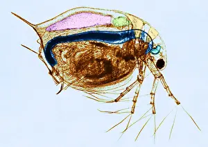Medical Prints: Living Daphnia, light micrograph