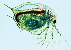 Flea Prints: Living Daphnia, light micrograph