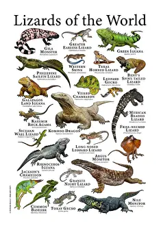 Poster Prints: Lizards of the World