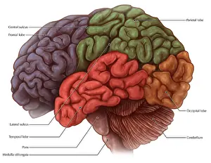 Cortex Prints: Lobes of the Brain