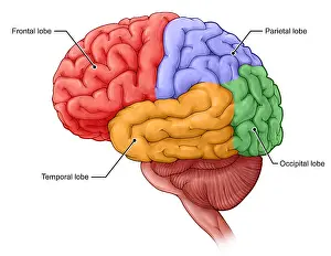 System Prints: Lobes of the Brain