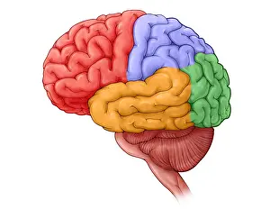 Nervous Prints: Lobes of the Brain
