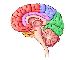 Diagram Prints: Lobes of the Brain, Sagittal View