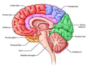 Lobes of the Brain, Sagittal View