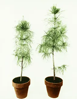 2011 Prints: Loblolly Pine Gibberellic Acid Experiment