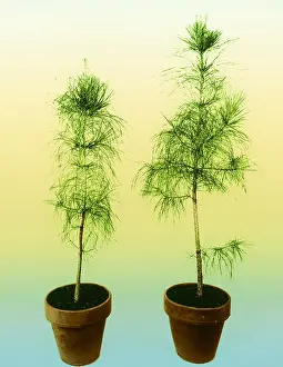 2011 Prints: Loblolly Pine Gibberellic Acid Experiment
