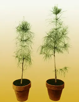 Shot Prints: Loblolly Pine Gibberellic Acid Experiment