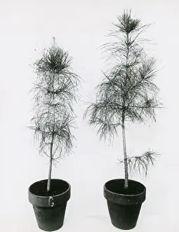 Shot Prints: Loblolly Pine Gibberellic Acid Experiment
