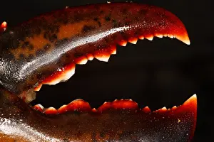 Ocean Prints: Lobster Claw