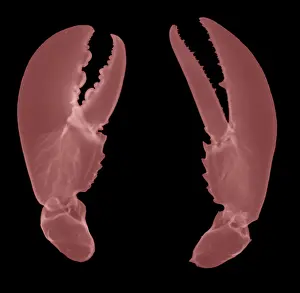 Zoology Prints: Lobster Claws, X-Ray
