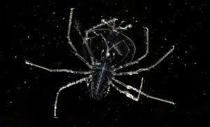 Development Prints: Lobster Larva