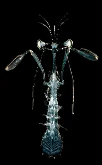 Community Prints: Lobster Larva