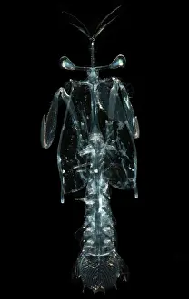 Transparent Prints: Lobster Larva