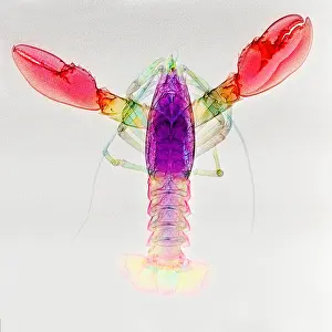 Arthropod Prints: Lobster, X-ray