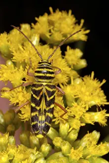 Beetle Prints: Locust borer beetle