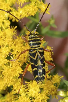 Beetle Prints: Locust borer beetle