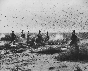 Disaster Prints: Locust Swarm