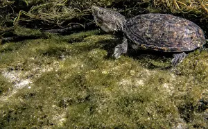 Chelonian Prints: Loggerhead Musk Turtle (Sternotherus minor minor)