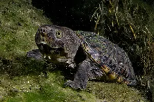 Turtle Prints: Loggerhead Musk Turtle (Sternotherus minor minor)